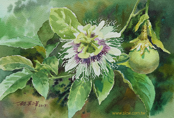 A Passion Fruit With A Flower _painted by Lai Ying-Tse_百香果花_賴英澤 繪